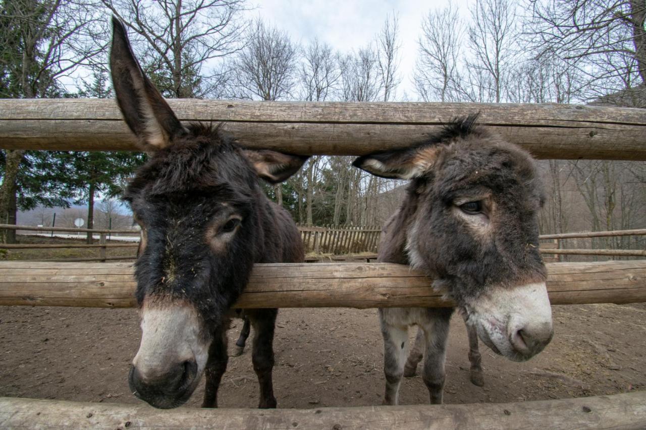 Holiday Park Hajducka Cesma Dubovsko Eksteriør billede